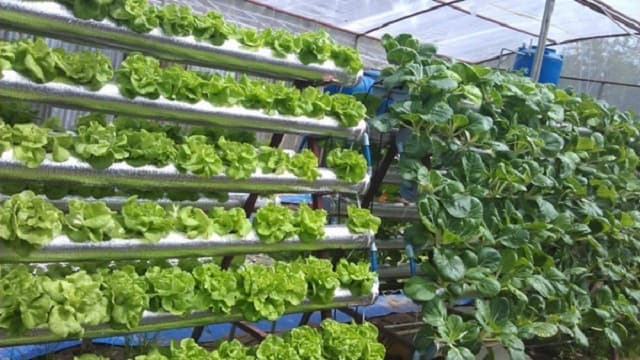 Trồng rau bằng dung dịch thủy canh không hề có hại đến sức khỏe
