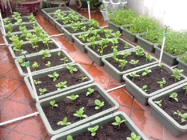 Trồng rau ở nơi có vị trí thuận tiện để hấp thụ tốt nhất