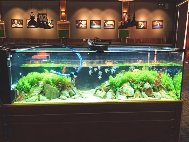 Vệ sinh bể cá thường xuyên, đúng cách để giảm thiểu tình trạng xuất hiện rêu xanh