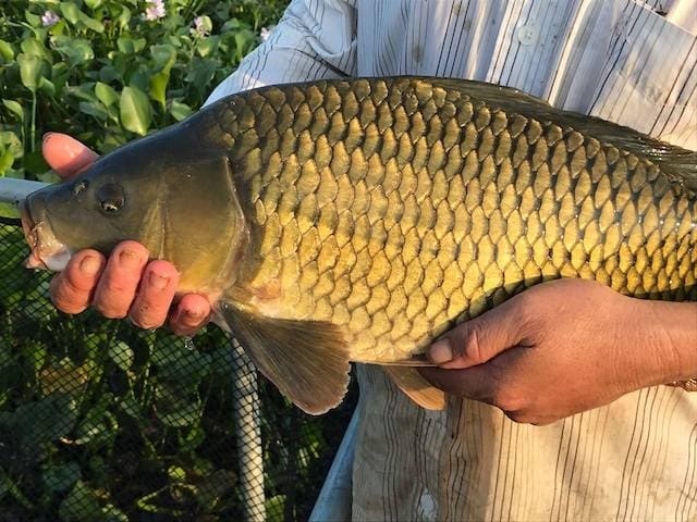 Hướng dẫn cách nuôi cá chép giòn