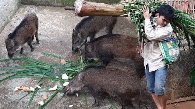 Người chăn nuôi cần tuân thủ một số điều kiện để cách ủ cám cho heo đạt hiệu quả tốt nhất