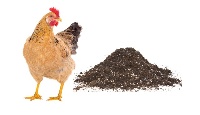 Các loại phân chuồng ủ hoai mục phổ biến