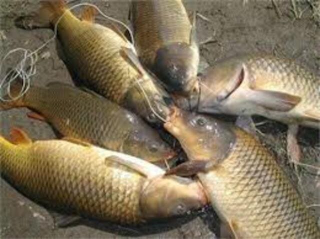 Cám nổi cho cá chép giòn