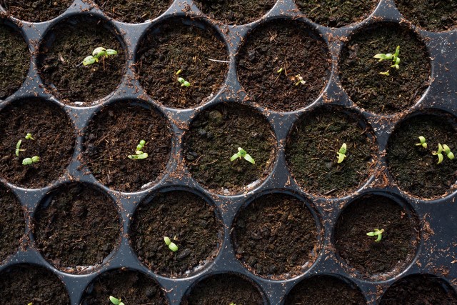 Một số loại than bùn phổ biến hiện nay