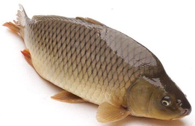 Thức ăn cho cá chép giòn