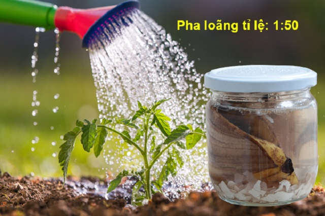 Cách dùng GE chuối tưới rau quả
