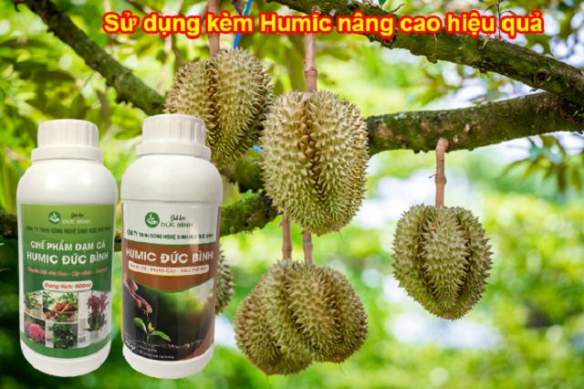 Một số lưu ý khi sử dụng đạm cá hiệu quả