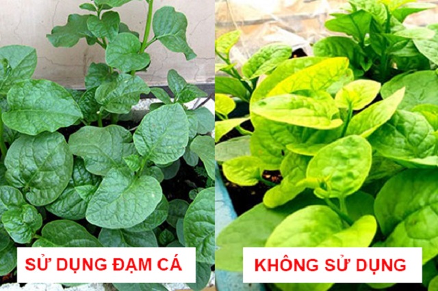Tác dụng của phân cá với cây trồng