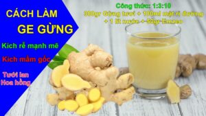 Cách làm GE gừng tại nhà hiệu quả