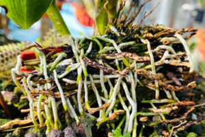 Cách làm GE gừng tưới lan kích rễ kích mầm cực tốt