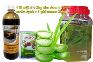 Các bước làm GE nha đam tưới cây hiệu quả