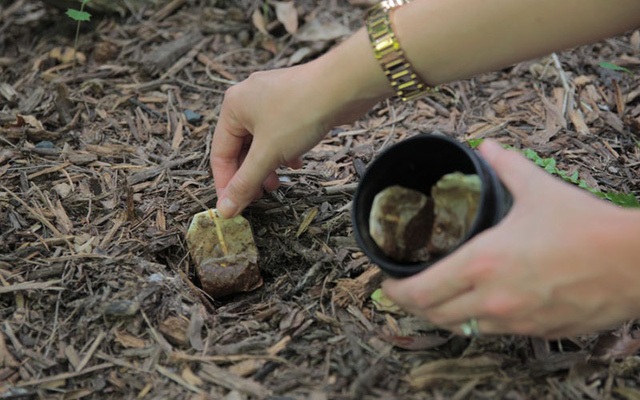 Bón cây bằng bã trà là biện pháp được nhiều người áp dụng