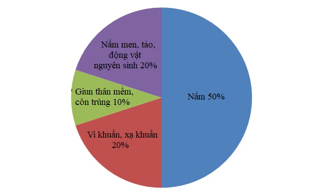 Các loại vi sinh vật chủ yếu trong đất