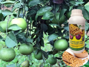 Cách làm tăng độ ngọt cho quả an toàn, chất lượng nhất