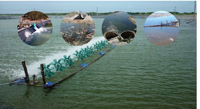 Chú ý thường xuyên xử lý môi trường ao nuôi