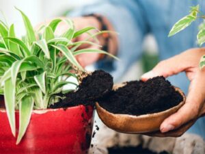 Cách ủ bã cà phê bón cây hiệu quả nhất hiện nay