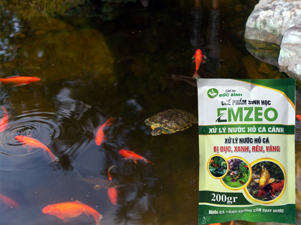 Emzeo cá cảnh Đức Bình có tác dụng xử lý nước hồ cá bị vàng hiệu quả nhất hiện nay