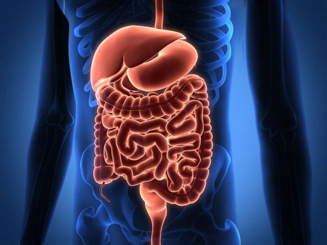 Enzyme protease có lợi cho hệ tiêu hóa