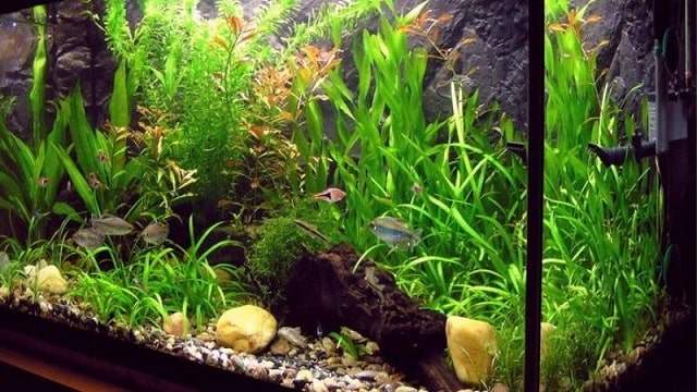 Mách bạn cách dùng than hoạt tính lọc nước hồ cá