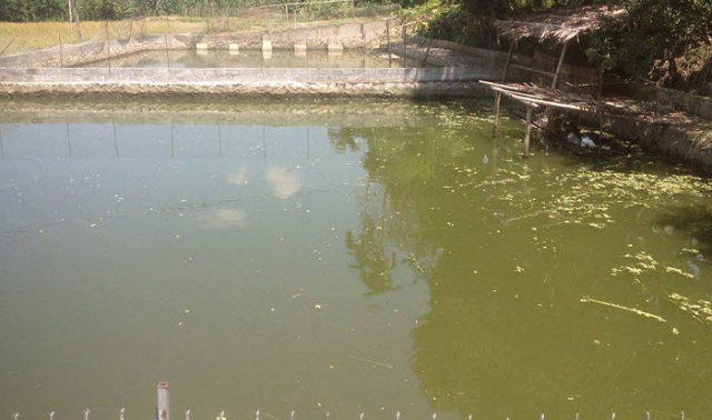 Nước ao cá bị ô nhiễm là hiện tượng rất thường gặp