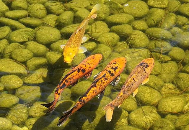 1. Vì sao nước hồ cá bị vàng đục?