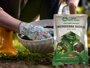 Phân vi sinh vật phân giải chất hữu cơ là gì?