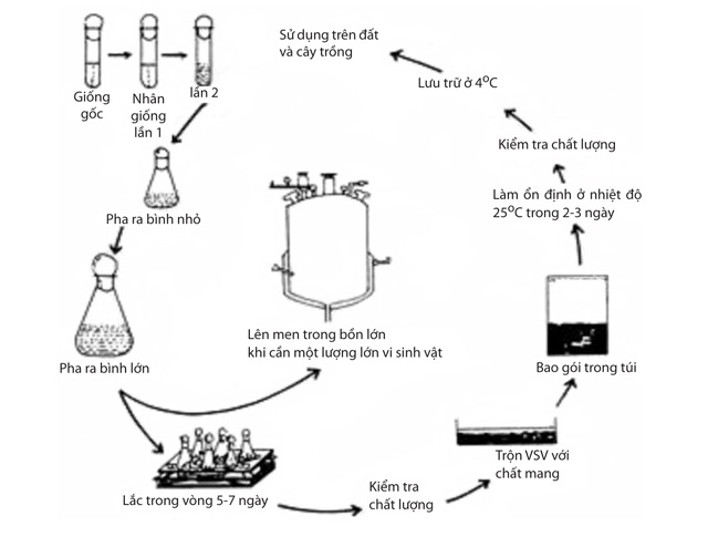 Vai trò của vi sinh vật đối với đất trong canh tác nông nghiệp