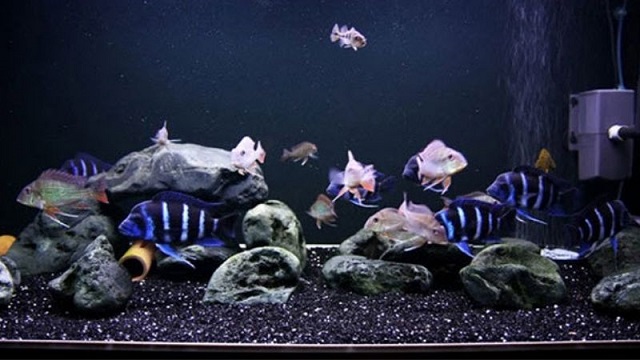 Than hoạt tính giúp lọc nước hiệu quả hơn