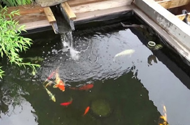 Xử lý hồ cá bị đục, vàng bằng cách thay nước