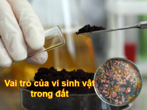 vai trò của vi sinh vật trong đất