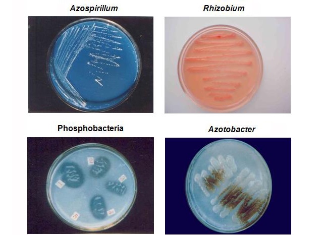 Một số vi sinh vật có lợi cho đất và cây trồng
