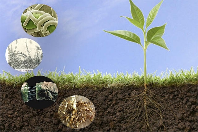 Vai trò của vi sinh vật đối với đất trồng trong canh tác nông nghiệp