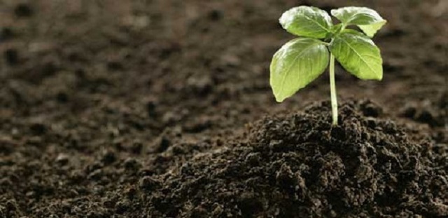 Bã cà phê cải tạo đất trồng