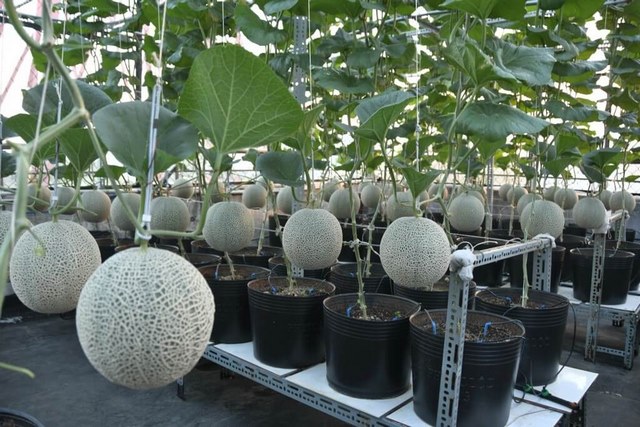 Cách làm tăng độ ngọt cho quả an toàn, hiệu quả