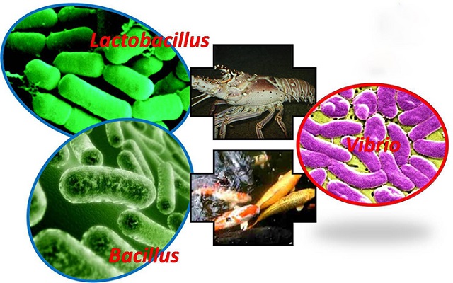 Chế phẩm sinh học chứa nhiều chủng vi sinh vật có lợi
