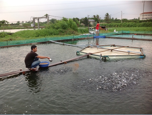 Ứng dụng chế phẩm sinh học trong nuôi trồng thủy sản