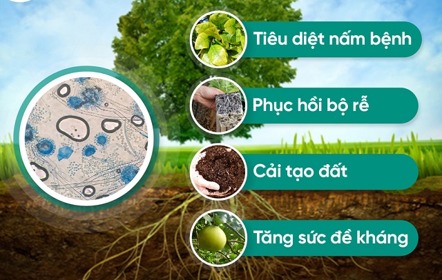 Cơ chế hoạt động của nấm đối kháng Chaetomium