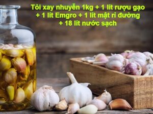 Công thức làm chế phẩm Em tỏi từ chế phẩm Em gốc dạng dịch