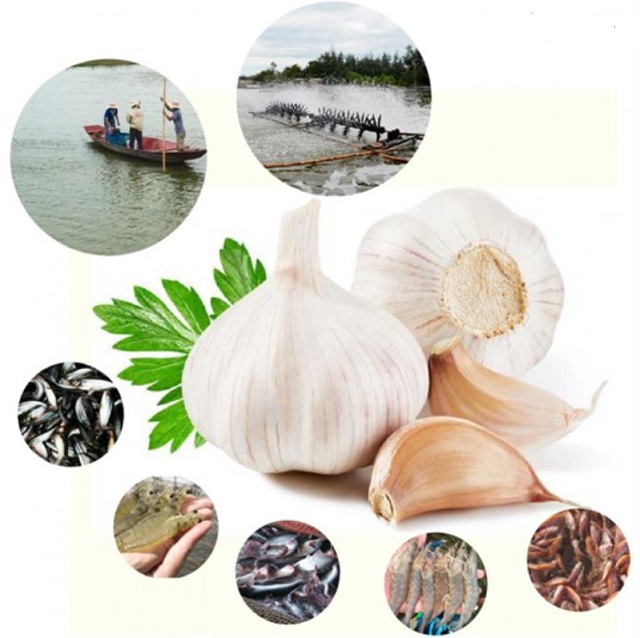 Men tỏi cho tôm cá được sử dụng nhiều trong chăn nuôi