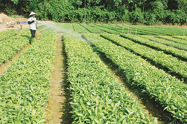 Tác dụng của nấm đối kháng Chaetomium