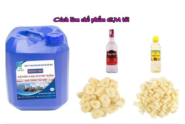 Ủ men tỏi cần cho vật nuôi nên chọn men gốc có chất lượng tốt