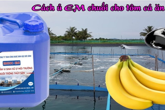 Cách làm chế phẩm EM chuối cho tôm