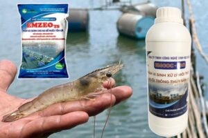 Cách sử dụng men vi sinh cho tôm hiệu quả