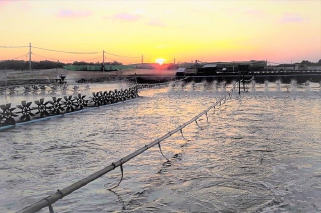 Men vi sinh giúp ổn định môi trường nước trong ao