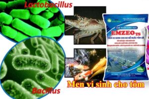 Men vi sinh cho tôm là gì? là chế phẩm sinh học chứa các chủng vi sinh hữu ích có tác dụng xử lý môi trường ao nuôi và giúp tôm khỏe mạnh, tiêu hóa tốt