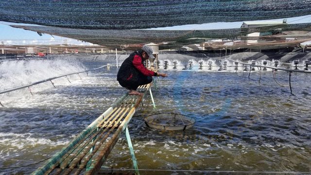 Hướng dẫn sử dụng vi sinh hầm cầu trong nuôi tôm