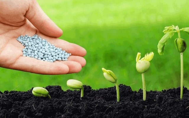Bạn nên bón Kali trước khi bón phân