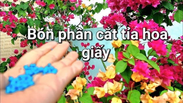 Bón phân NPK cho hoa giấy là việc cần thiết để cây phát triển mạnh