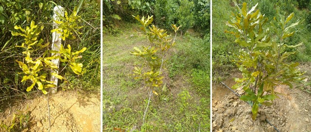 Cây trồng thiếu Kali thường bị còi cọc