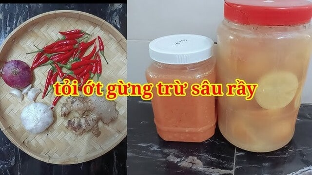 Tác dụng của GE gừng tỏi ớt